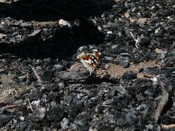 Image of purple emperor