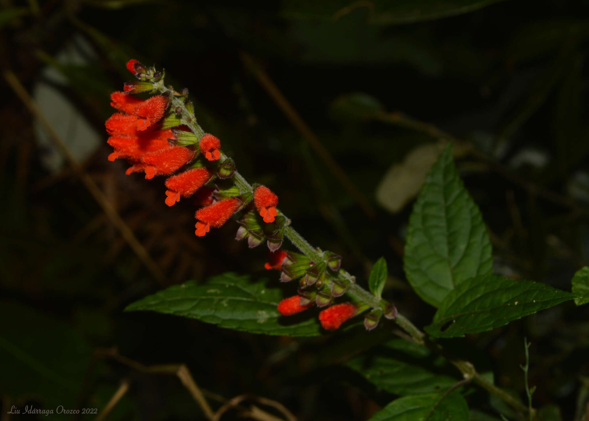 Image of Salvia melissiflora Benth.