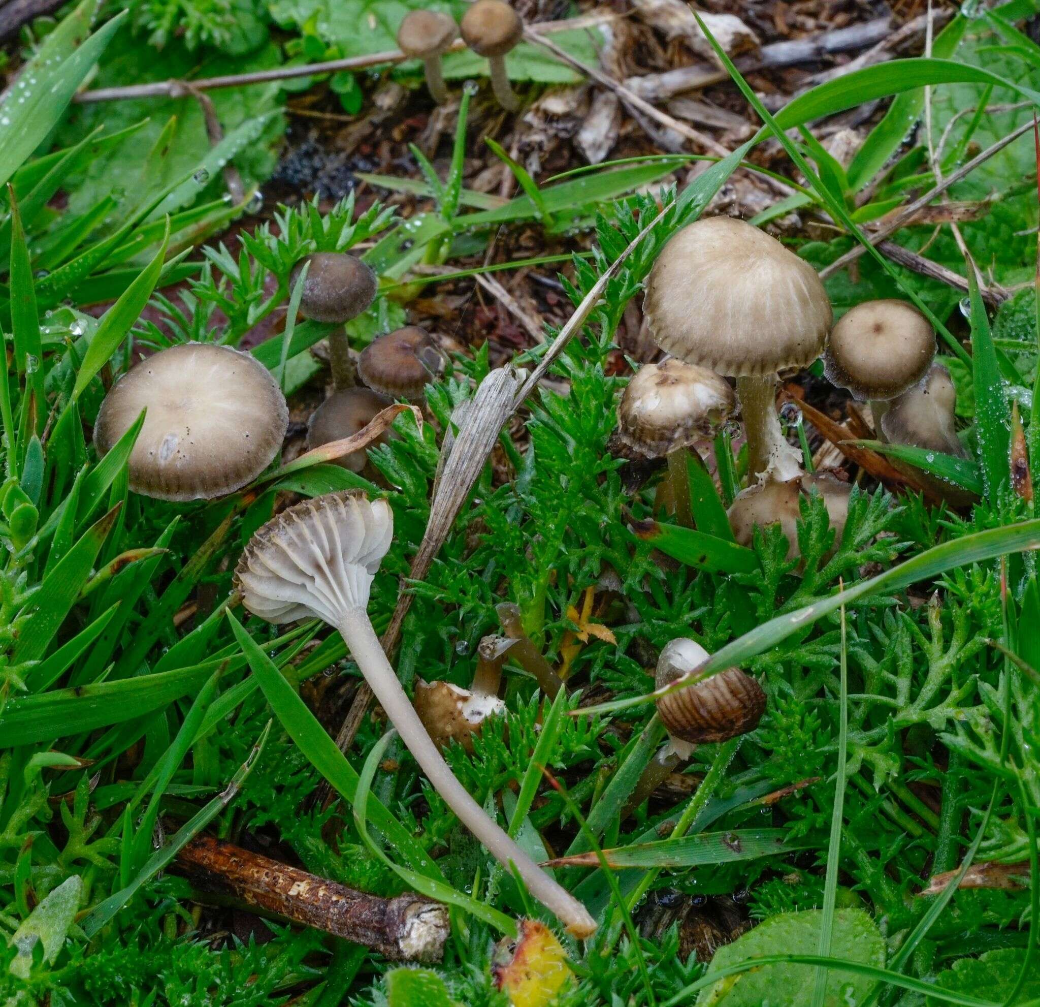 Image of Mycena pseudopicta (J. E. Lange) Kühner 1938