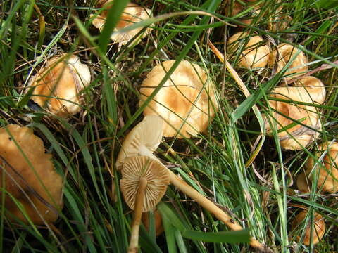 Image of Marasmius oreades (Bolton) Fr. 1836