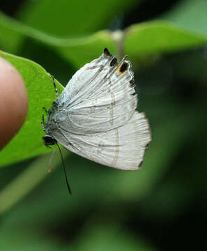 Image of Hypolycaena erylus himavantus Fruhstorfer 1912