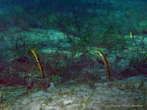 Image of Yellow Garden Eel