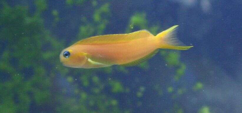 Image of Midas coralblenny