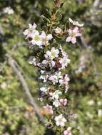 Escallonia virgata (Ruiz & Pavón) Pers. resmi