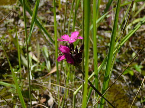 Image of carthusian pink