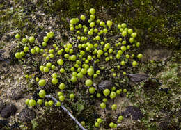 Image of Asterella palmeri (Austin) Underw.