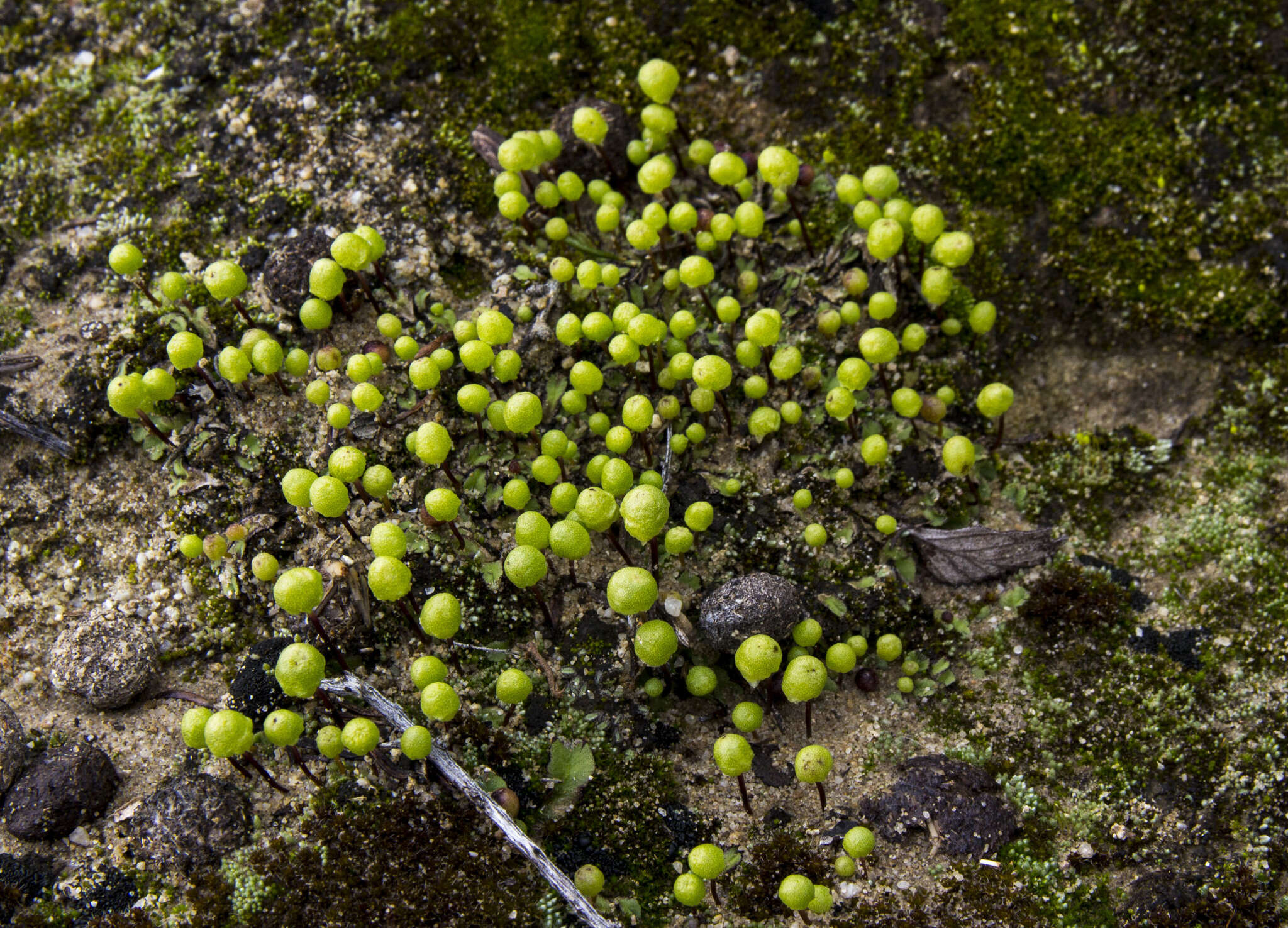 Image of Asterella palmeri (Austin) Underw.