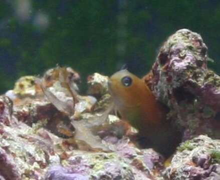 Image of Midas coralblenny