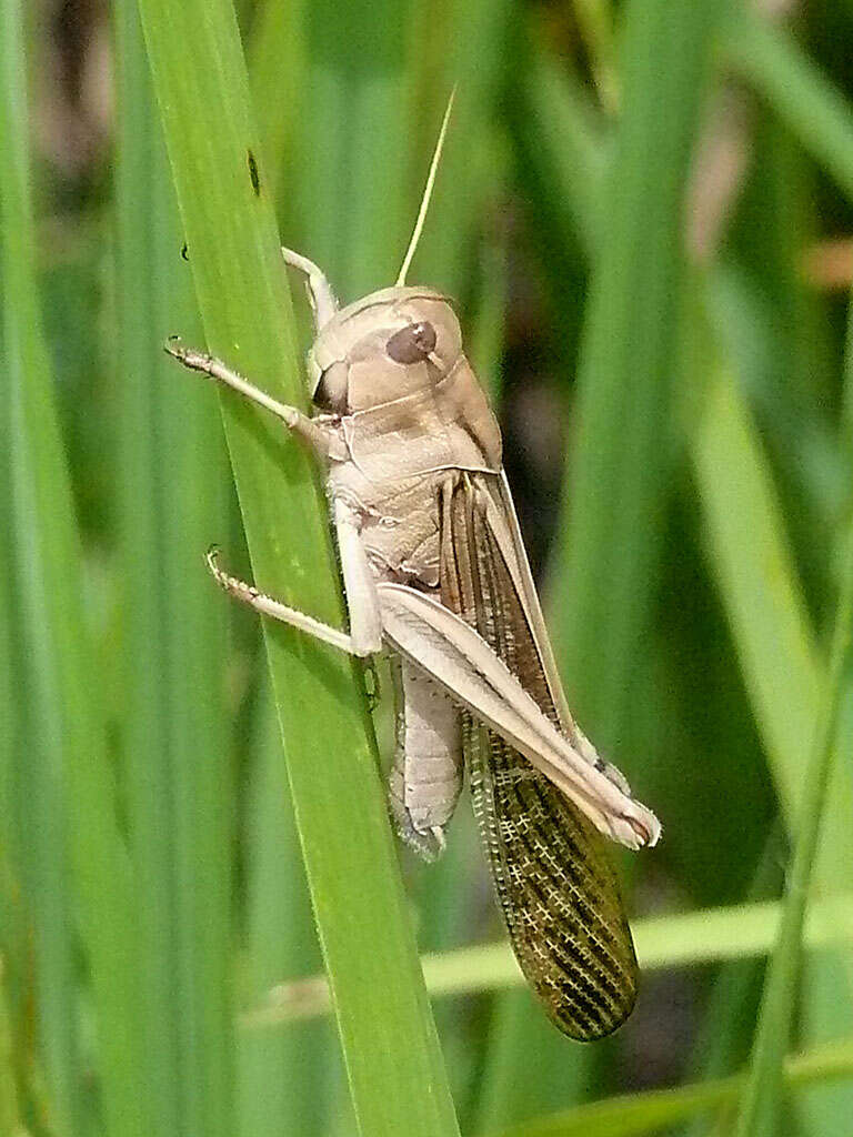 Plancia ëd Locusta