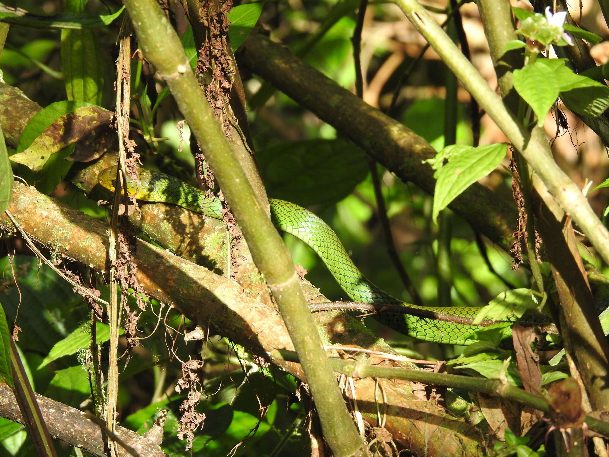 Image of Green Rat Snake