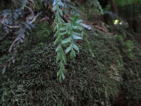 Image of Tmesipteris tannensis (Spreng.) Bernh.