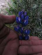 صورة Lupinus bogotensis Benth.