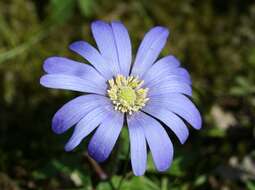 Image of blue anemone