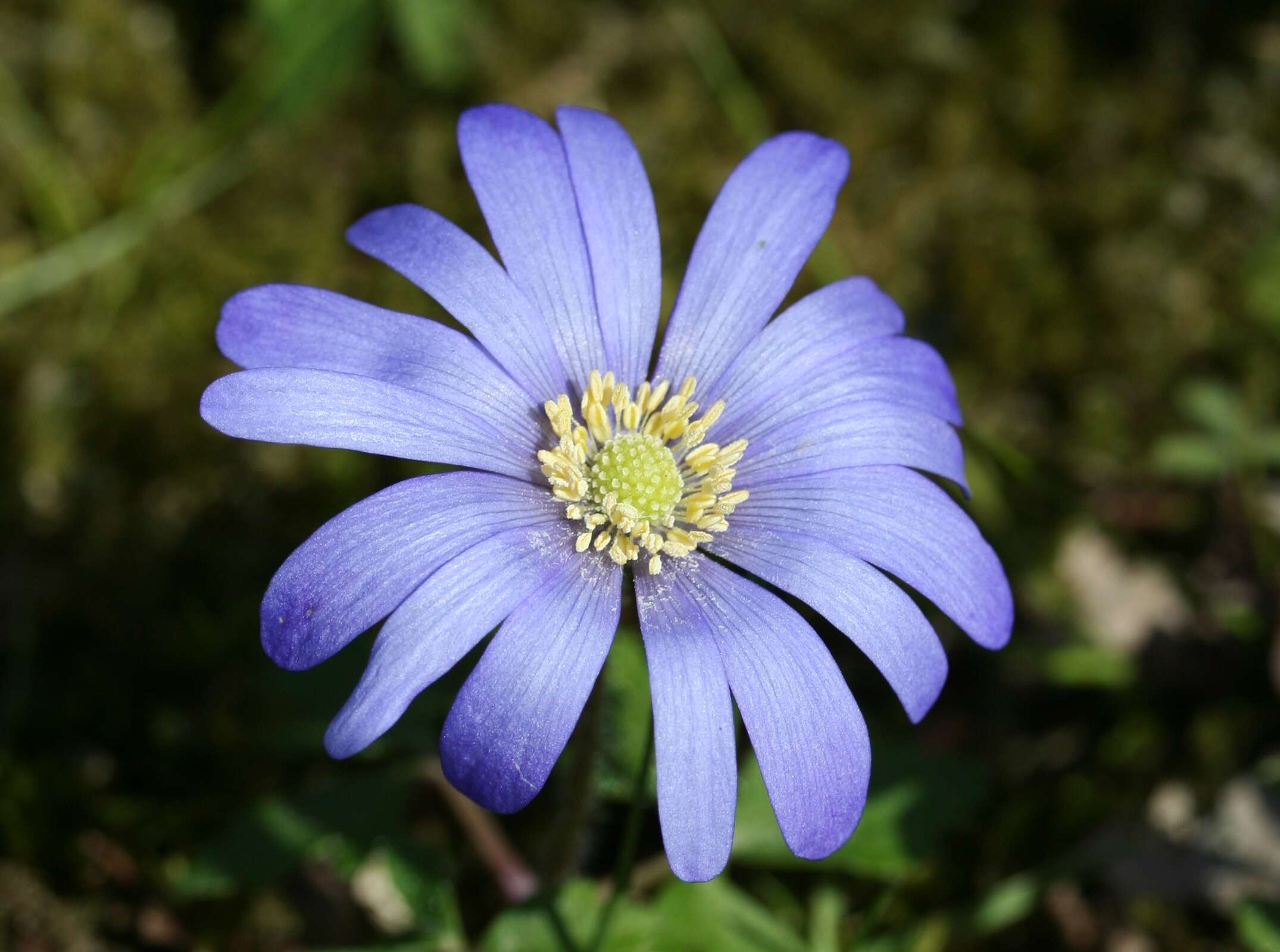 Image of blue anemone