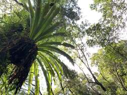 Image of Asplenium antiquum Mak.