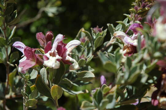 Image of Pilgrim's Rest pink sage