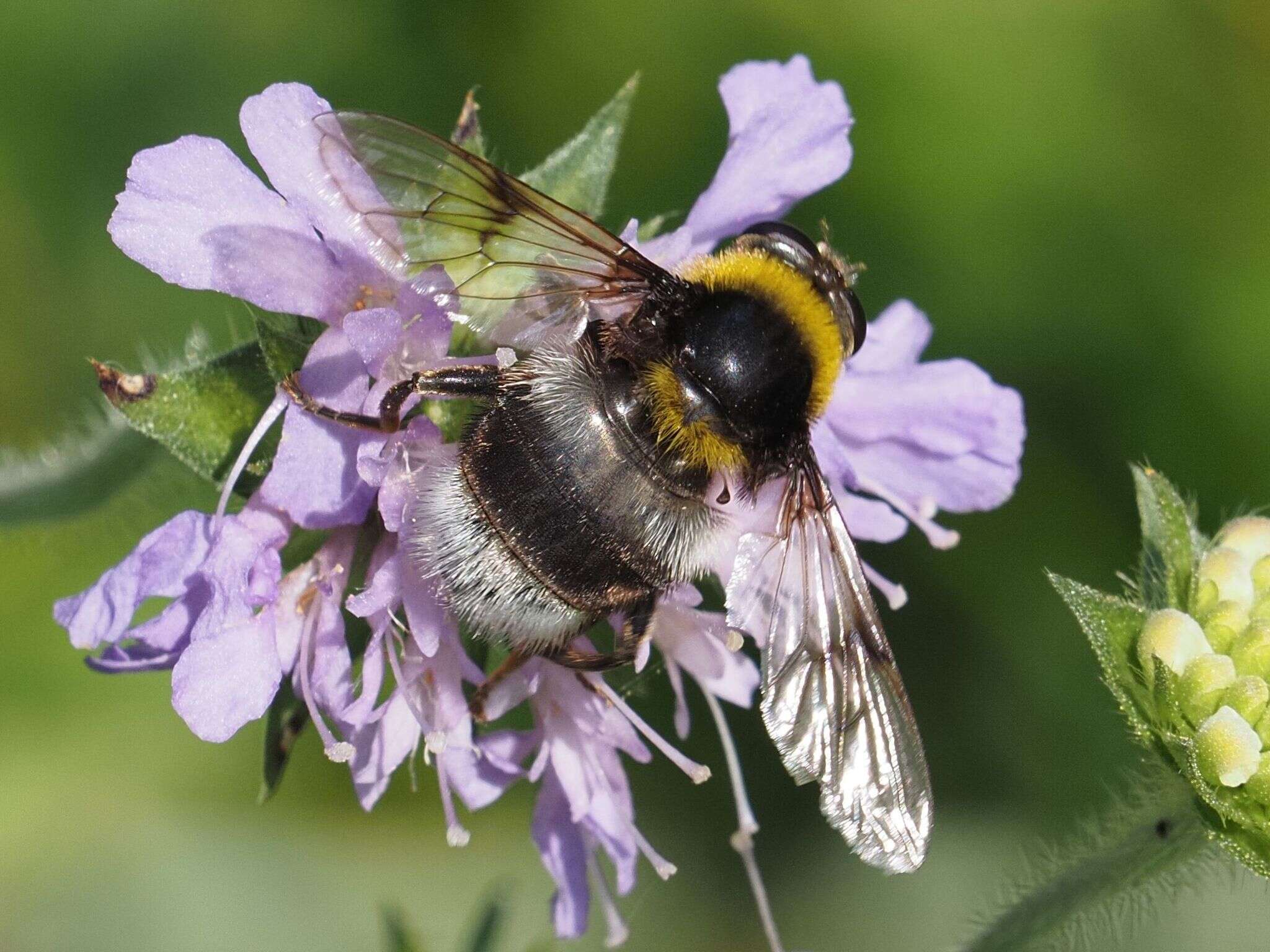 Image of Sericomyia bombiformis (Fallen 1810)