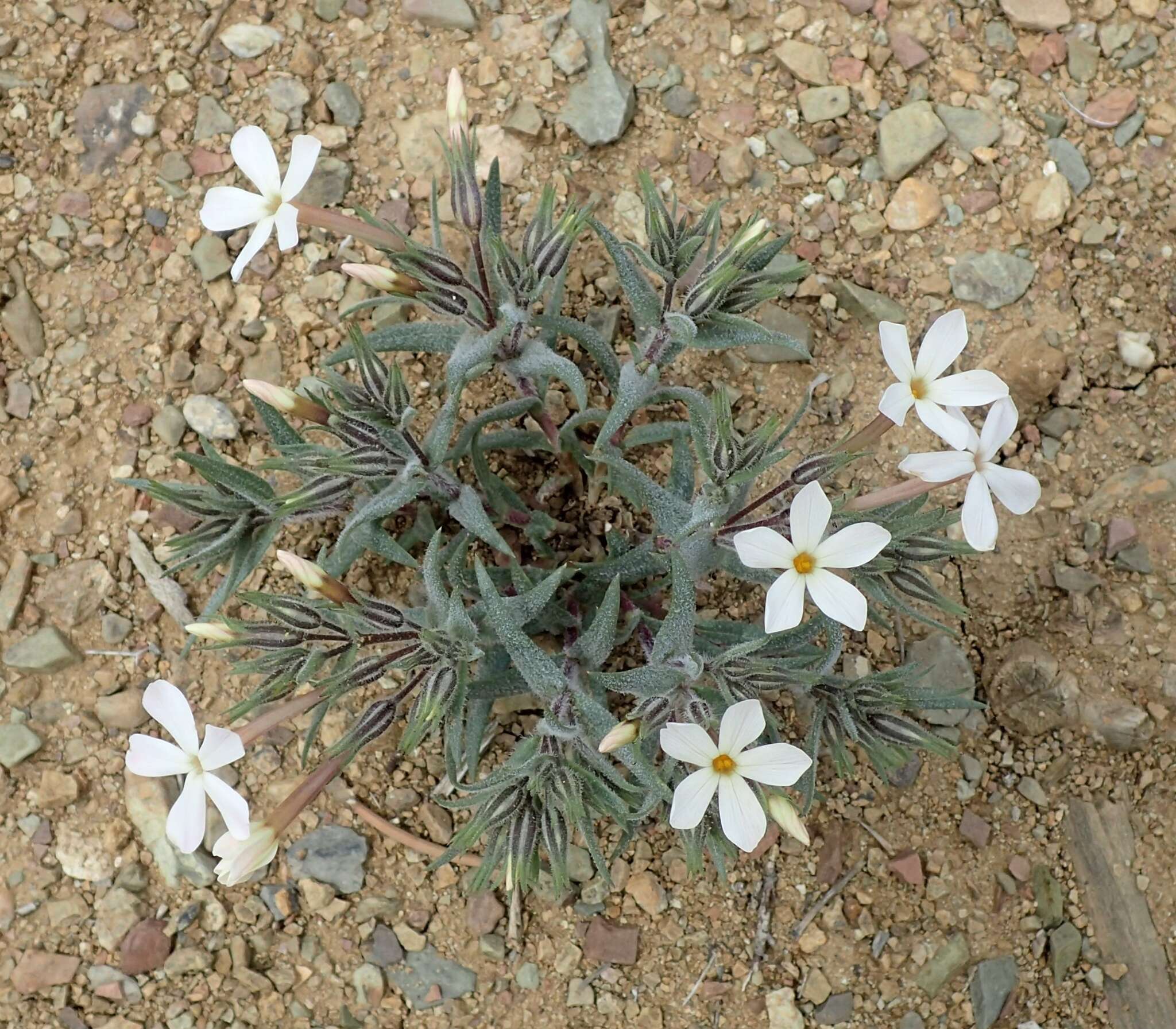 Image of cold-desert phlox