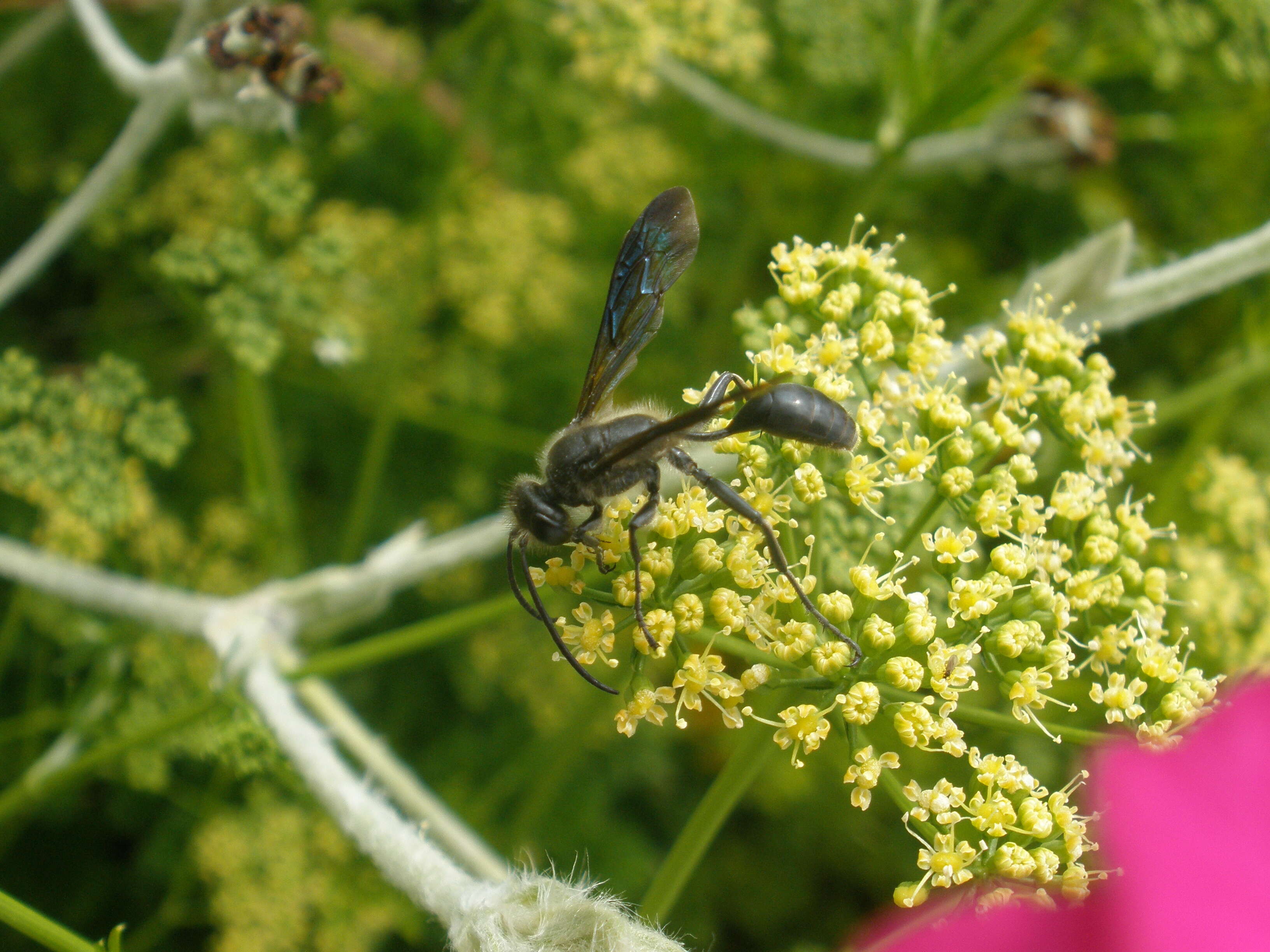 Image of Mud dauber