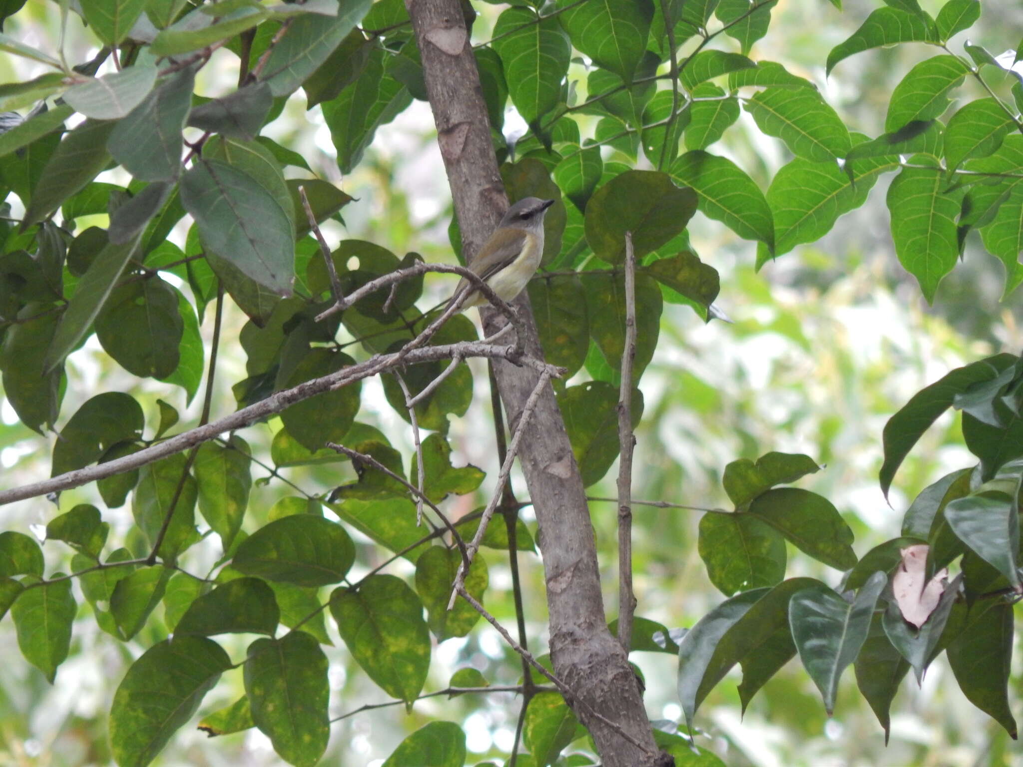 Слика од Pachycephala simplex Gould 1843