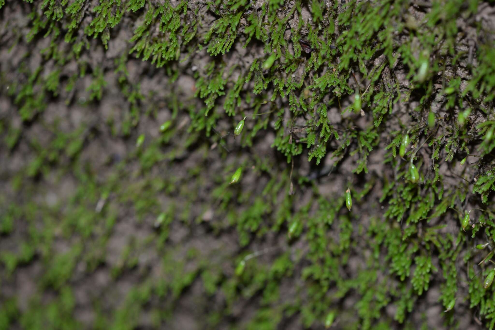 Image of claopodium moss