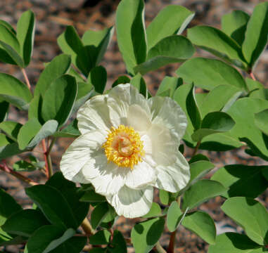 Image of Paeonia daurica Andrews