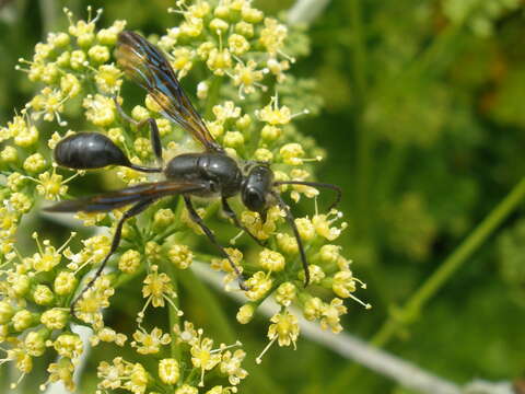 Image of Mud dauber