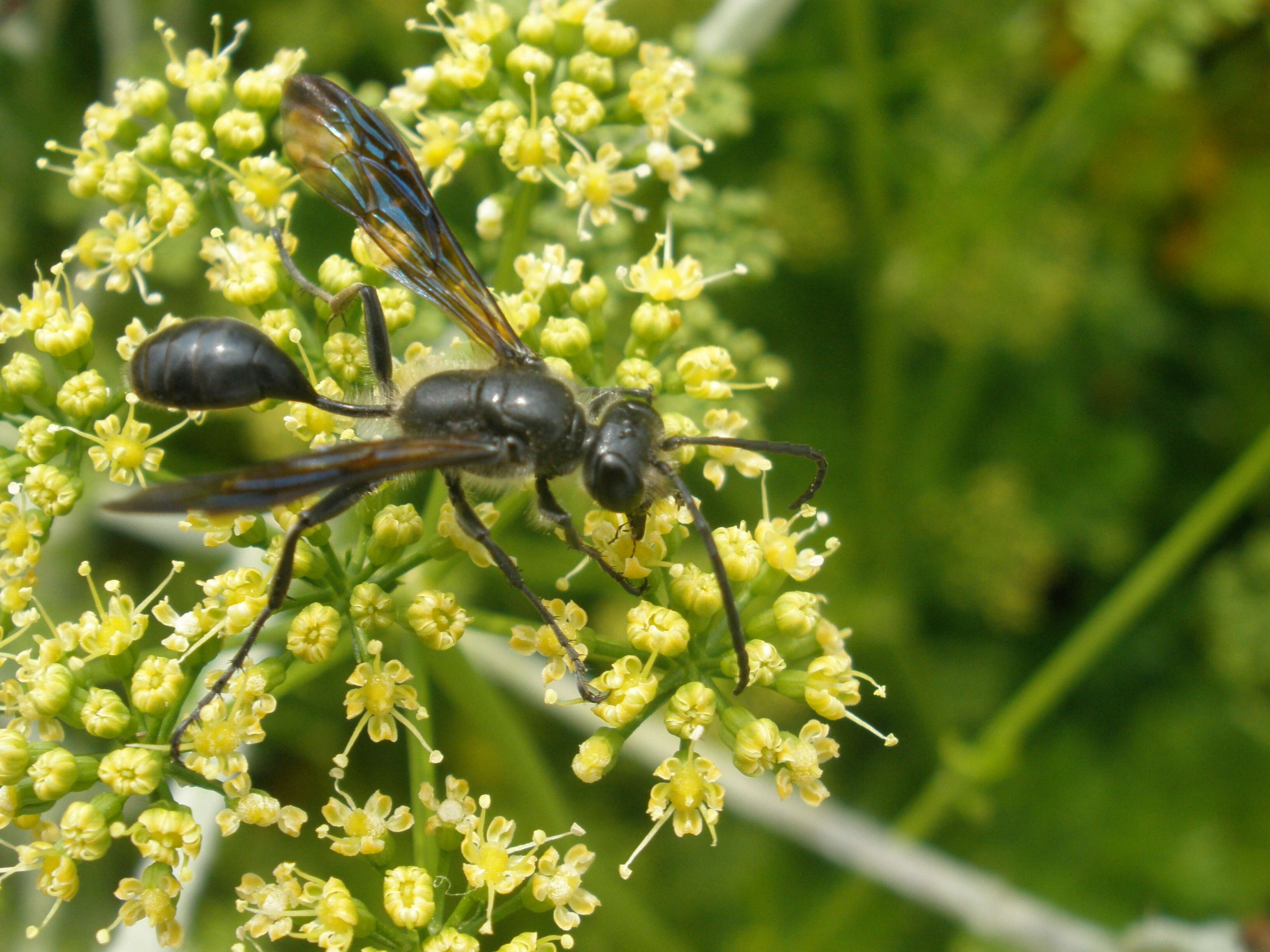 Image of Mud dauber