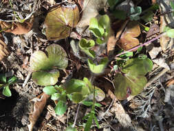 Image of roundlobe hepatica