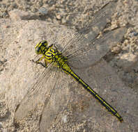 Image of Gomphus flavipes