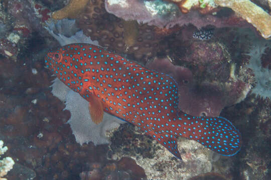 Cephalopholis miniata (Forsskål 1775) resmi