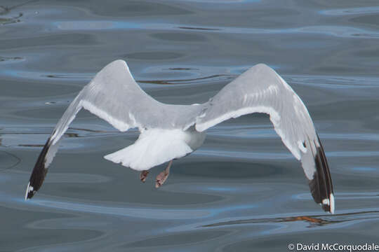 Image of herring gull