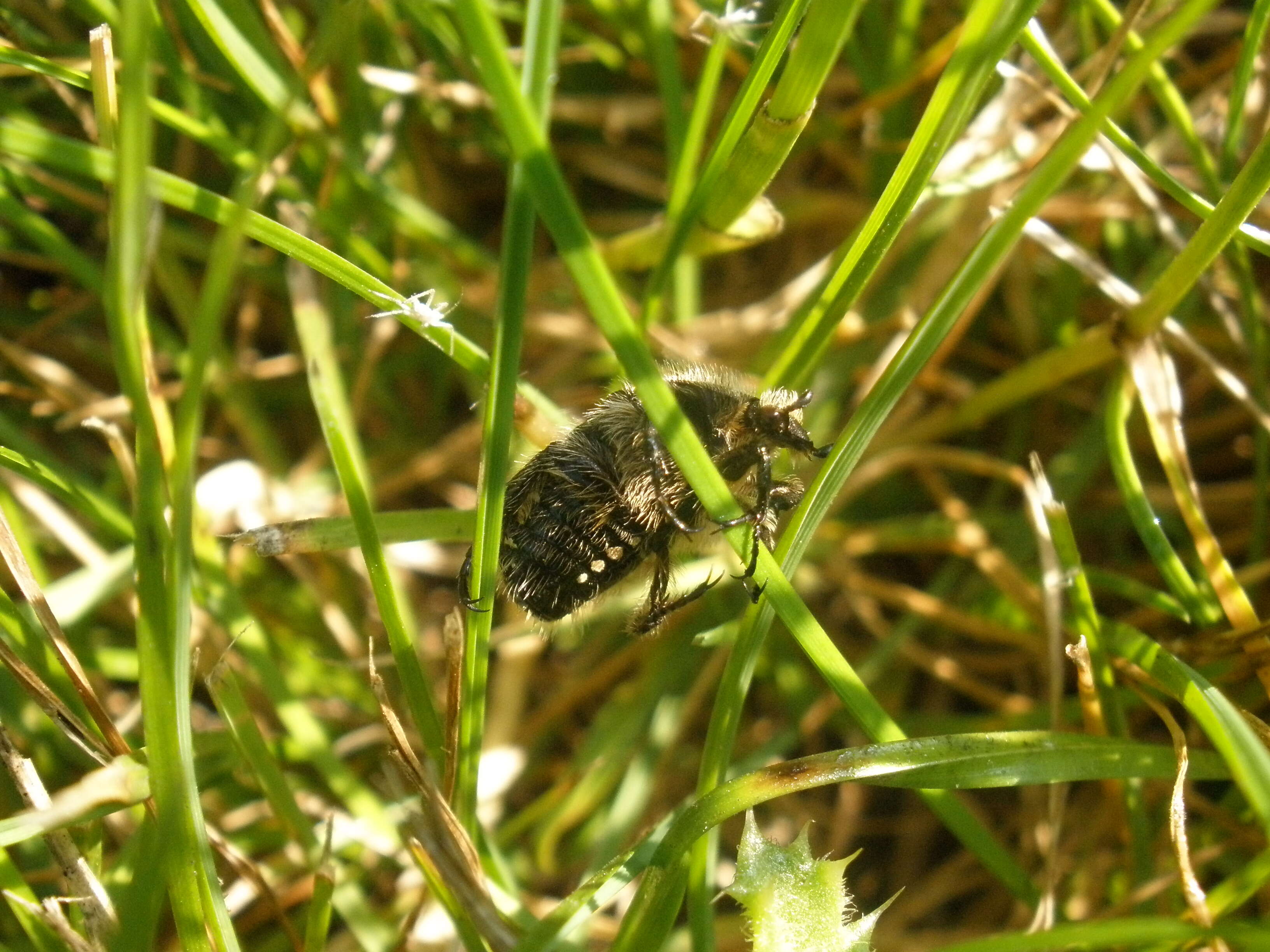 Image de Cétoine grise