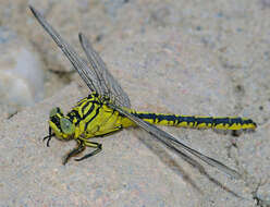 Image of Gomphus flavipes