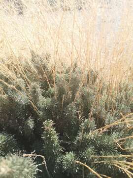 Plancia ëd Descurainia bourgaeana (E. Fourn.) Webb