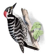 Image of Nuttall's Woodpecker