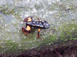 Image of Brazil-nut Poison Frog