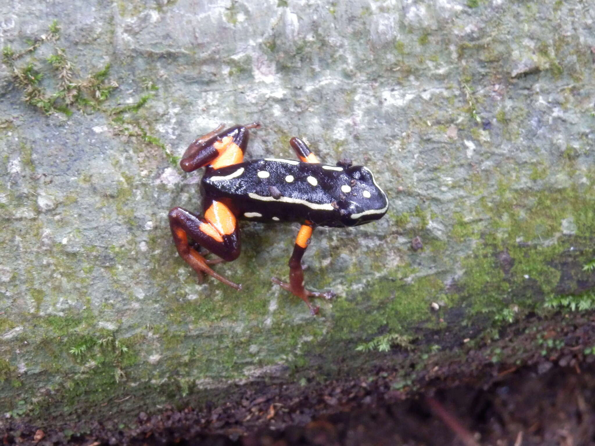 Image of Brazil-nut Poison Frog