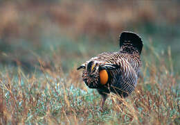 Image of Greater Prairie Chicken