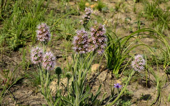 Image of Echiostachys ecklonianus (DC.) Levyns