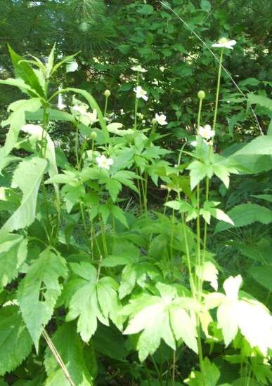 Image of tall thimbleweed