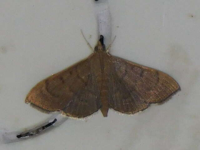 Image of Bean-leaf Webworm Moth