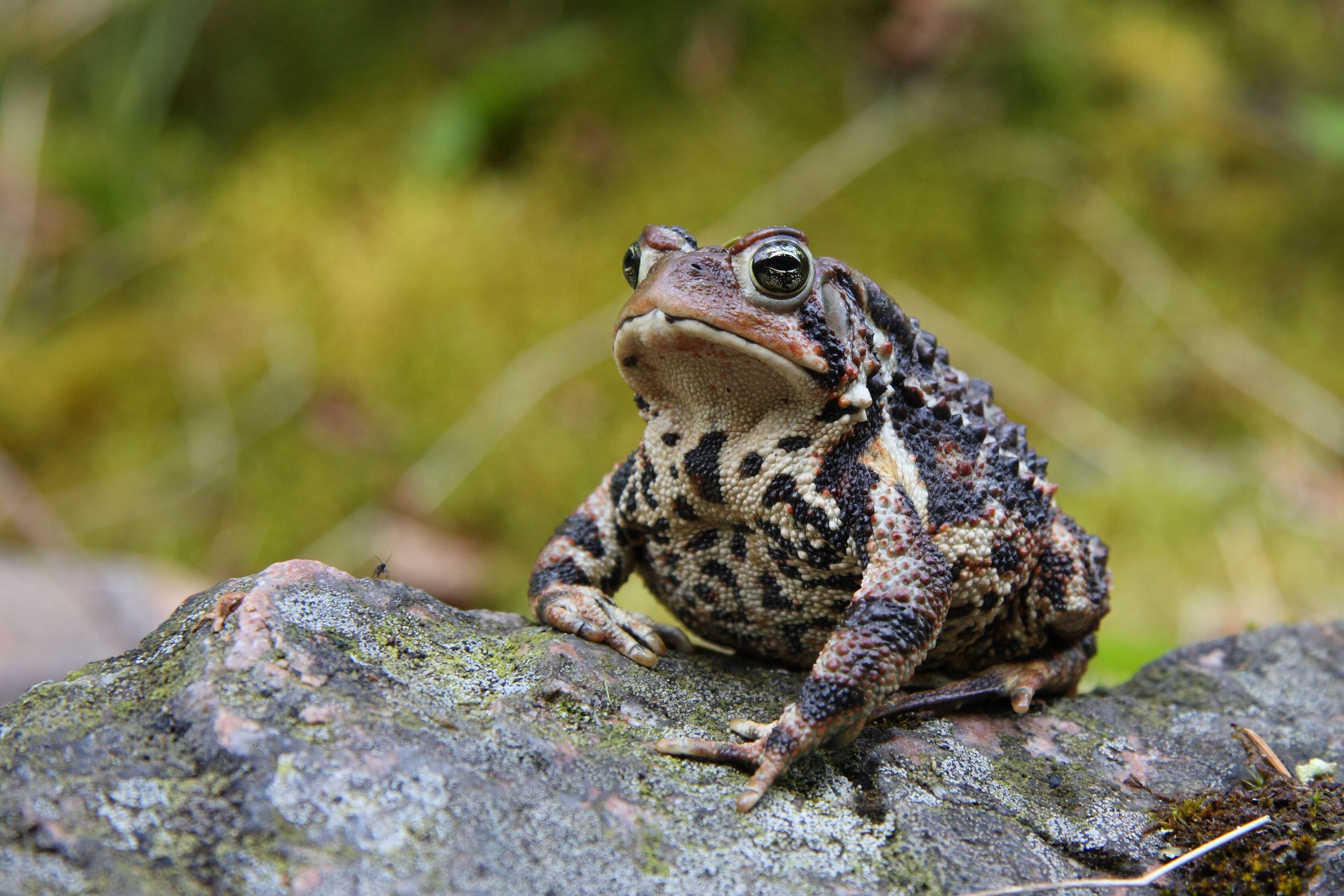 Image de Anaxyrus americanus (Holbrook 1836)