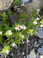 Imagem de Houstonia purpurea var. montana (Small) Terrell