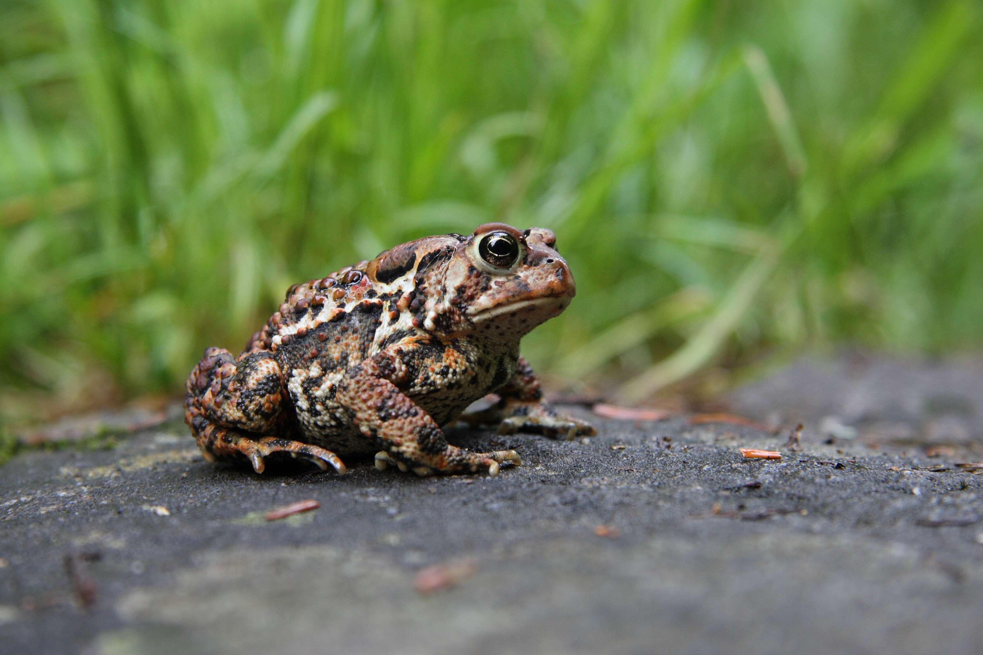 Image de Anaxyrus americanus (Holbrook 1836)