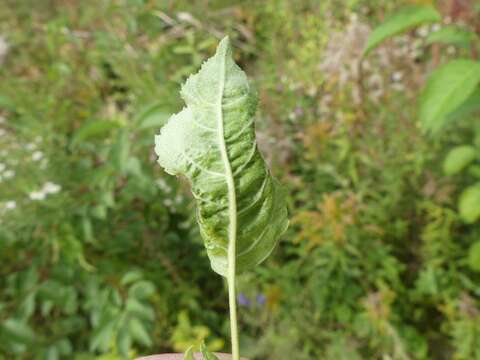 Image of Apple leaf midge