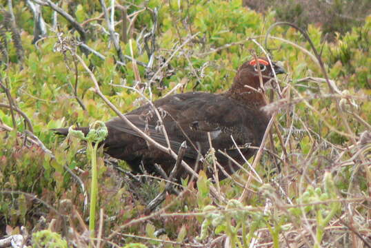 Image of Red Grouse