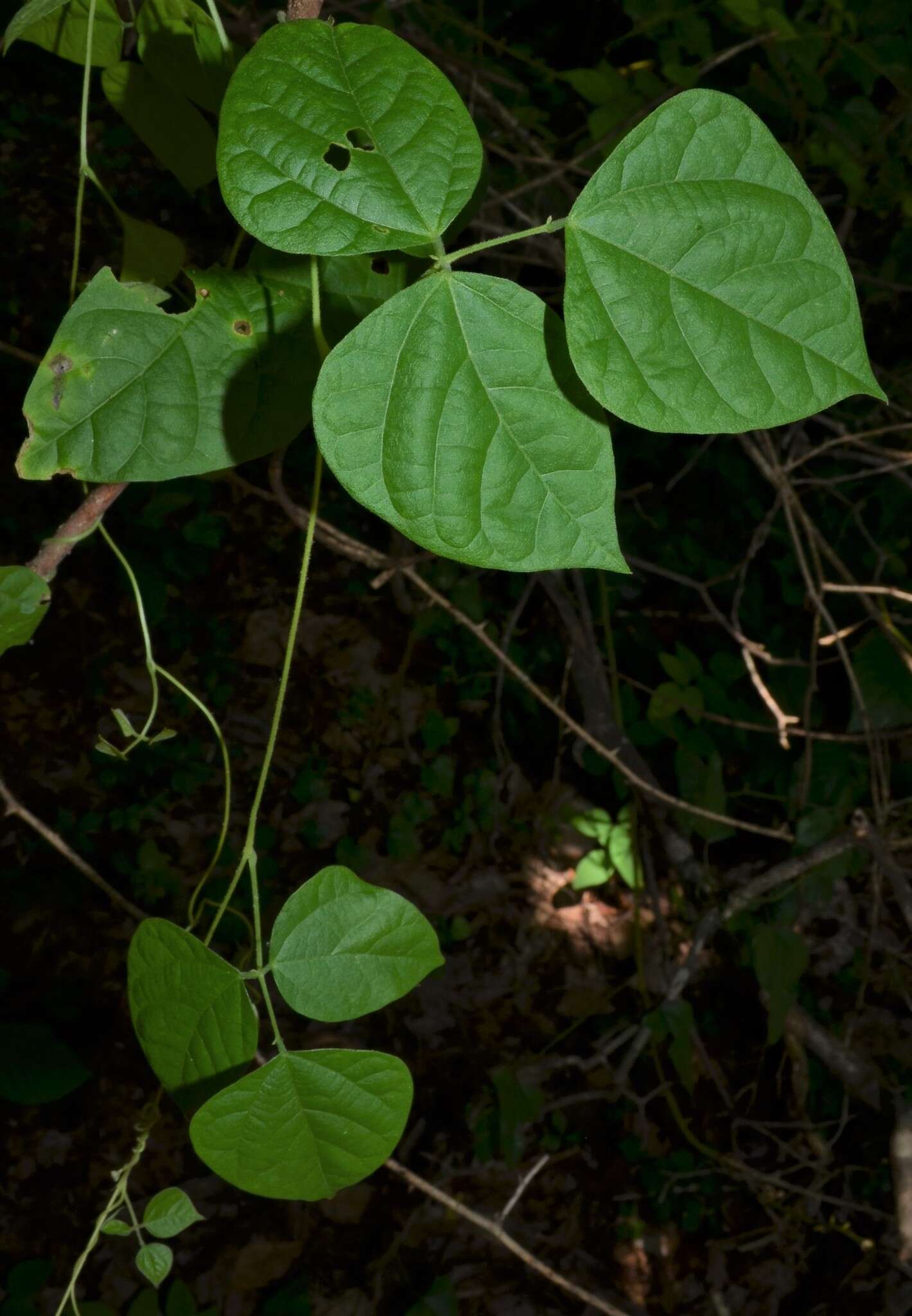 Image of Thicket Bean