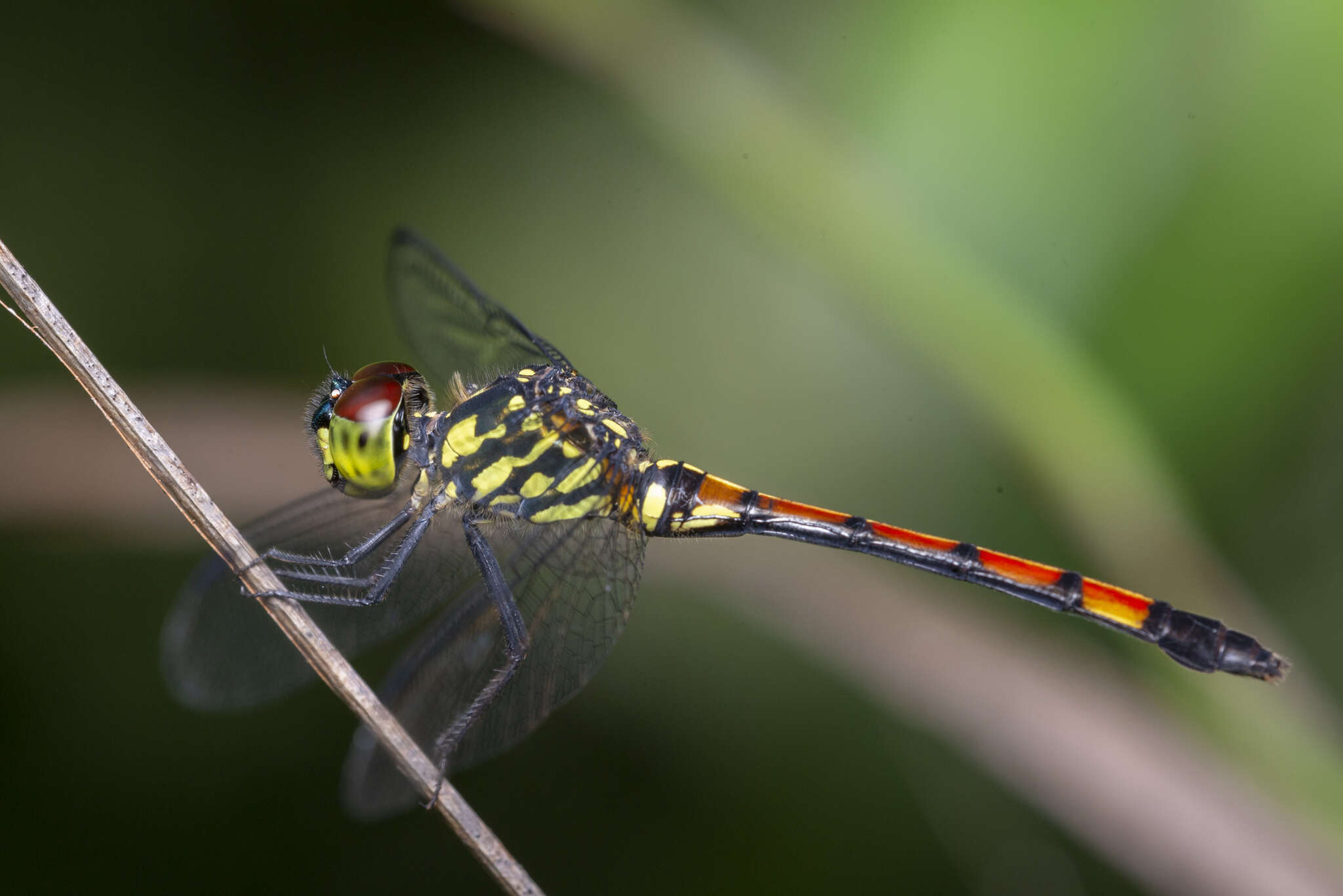 Image de Agrionoptera insignis (Rambur 1842)