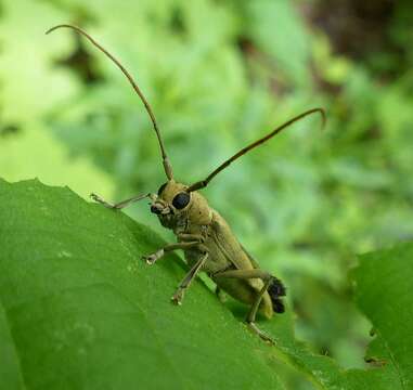 Image of Linden Borer